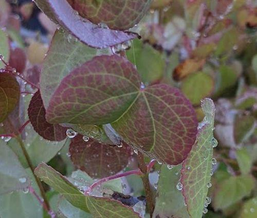 Cercidiphyllum japonicum