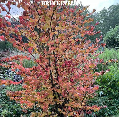 Cercidiphyllum japonicum