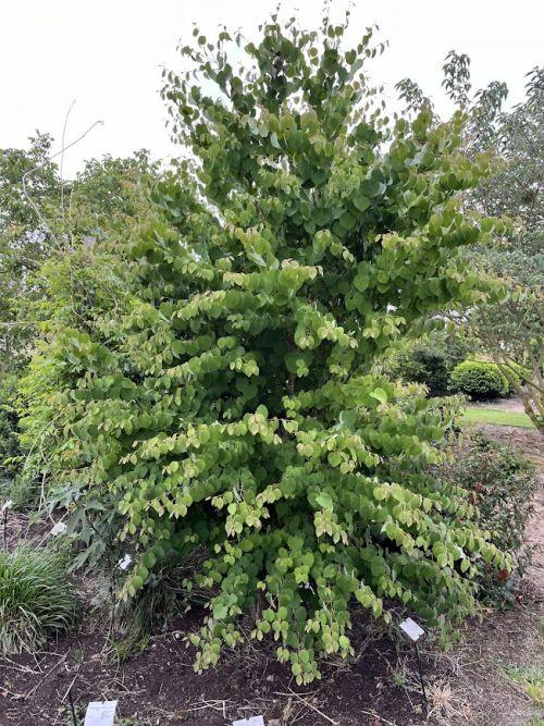 Cercidiphyllum japonicum