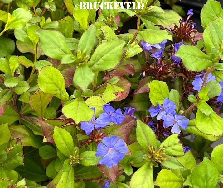 Ceratostigma plumbaginoides