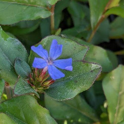 Ceratostigma plumbaginoides