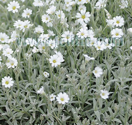 Cerastium tomentosum