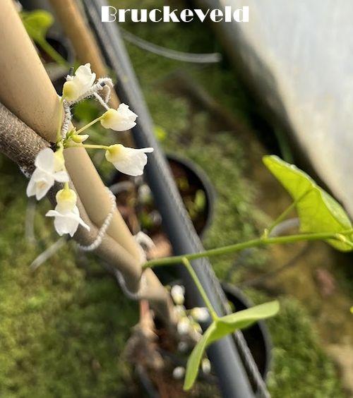 Cercis can.' Vanilla Twist'