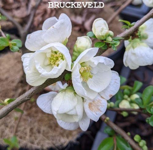 Chaenomeles superba 'Jet Trail'