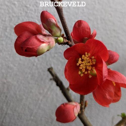 Chaenomeles superba 'Nicoline'
