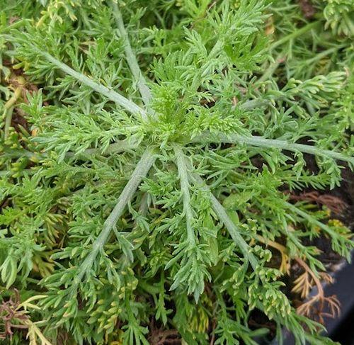 Chamaemelum nobile 'Treneague'(LOOPKAMILLE)