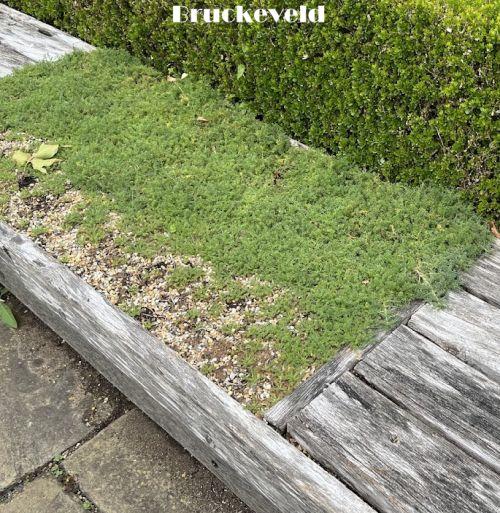 Chamaemelum nobile 'Treneague'(LOOPKAMILLE)