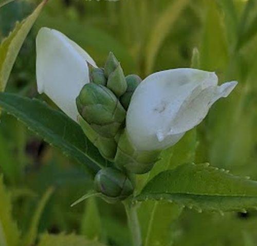 Chelone obliqua 'Alba'