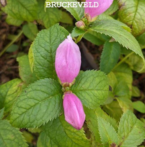 Chelone lyonii 'Hot Lips'