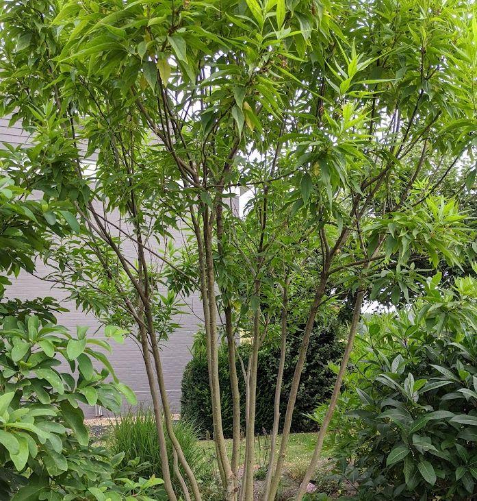 Chitalpa tashkentensis 'Summer Bells'