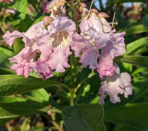 Chitalpa tashkentensis 'Summer Bells'