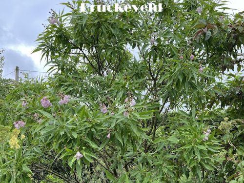 Chitalpa tashkentensis 'Summer Bells'