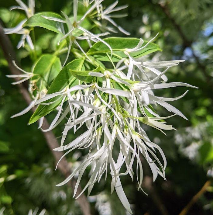 Chionanthus virginicus