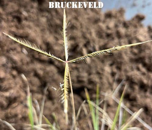 Chloris truncata 'Flying Stars'