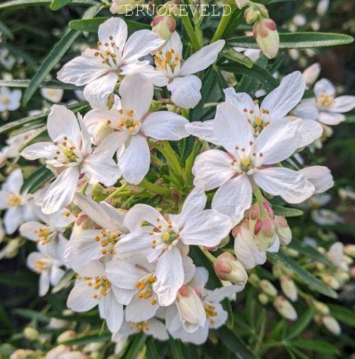 Choisya ternata 'Aztec Pearl'