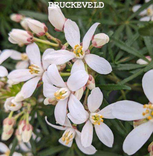 Choisya ternata 'White Dazzler' ®