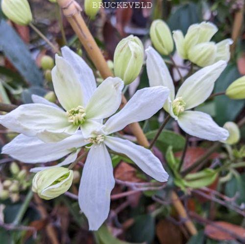 Clematis armandii