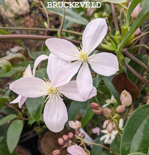 Clematis armandii  'Apple Blossom'