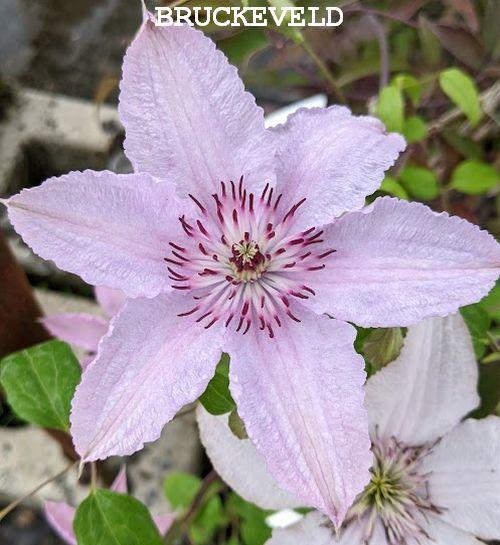 Clematis  'Hagley Hybrid'