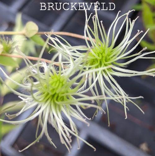 Clematis integrifolia  'Alba'