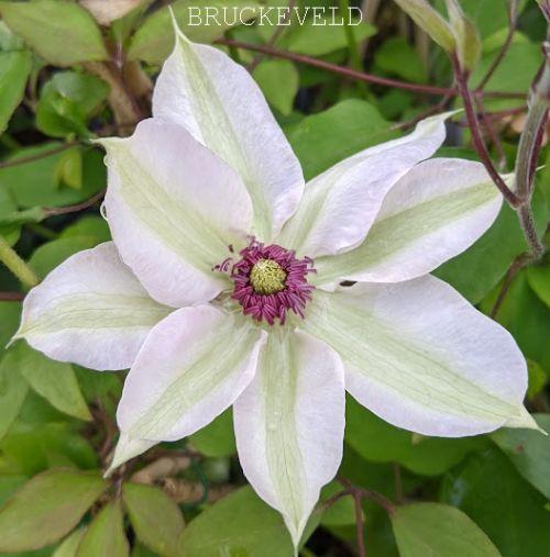 Clematis  'Mme Le Coultre'