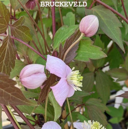 Clematis montana 'Rubens'