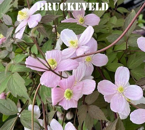 Clematis montana 'Rubens'