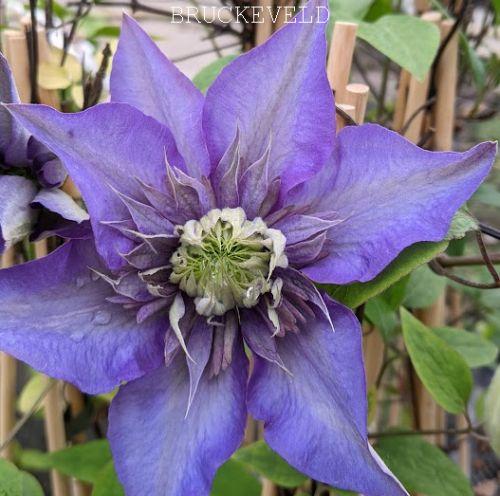 Clematis  'Multi Blue'