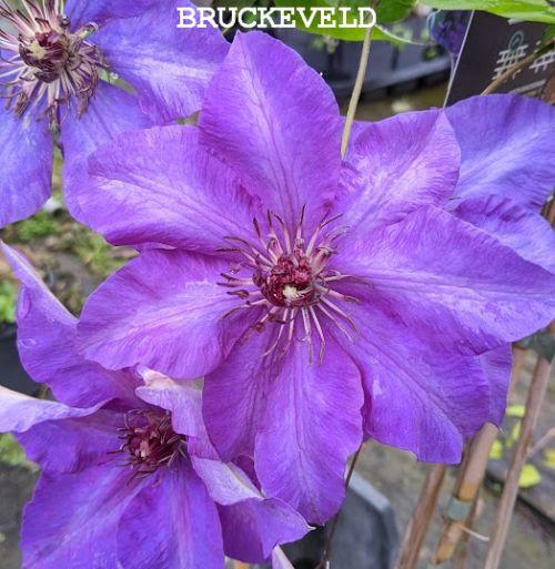 Clematis  'The President'