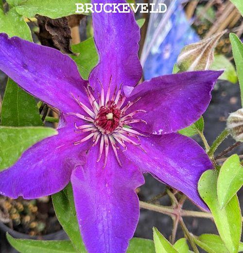 Clematis  'The President'