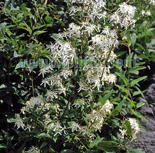 Clematis recta