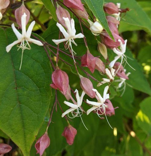 Clerodendrum trichotomum