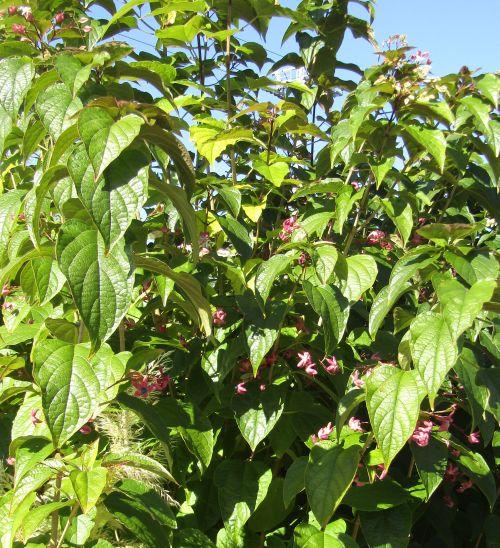 Clerodendrum trichotomum
