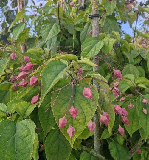 Clerodendrum trichotomum multistam