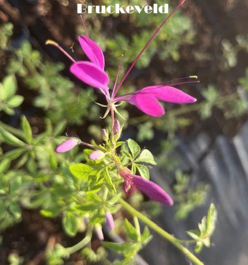 Cleome spinosa 'Violet Queen'