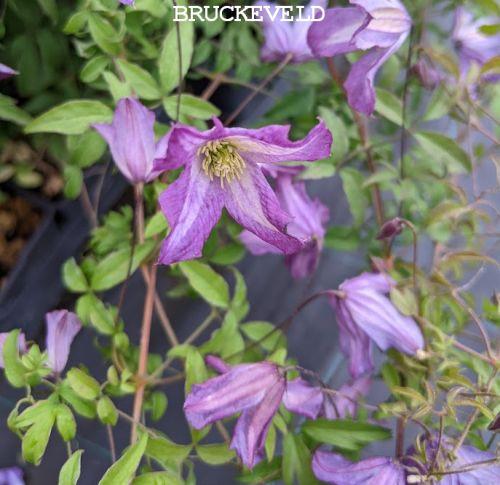 Clematis viticella