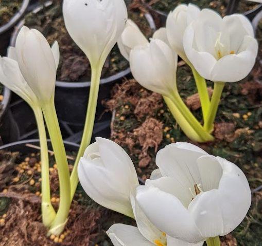 Colchicum  automnale 'Album'
