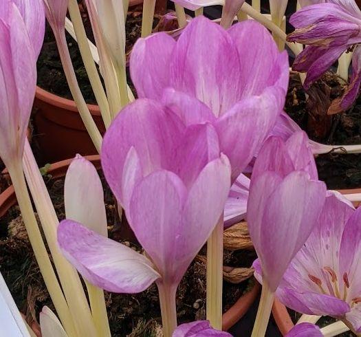 Colchicum  automnale 'Giant'