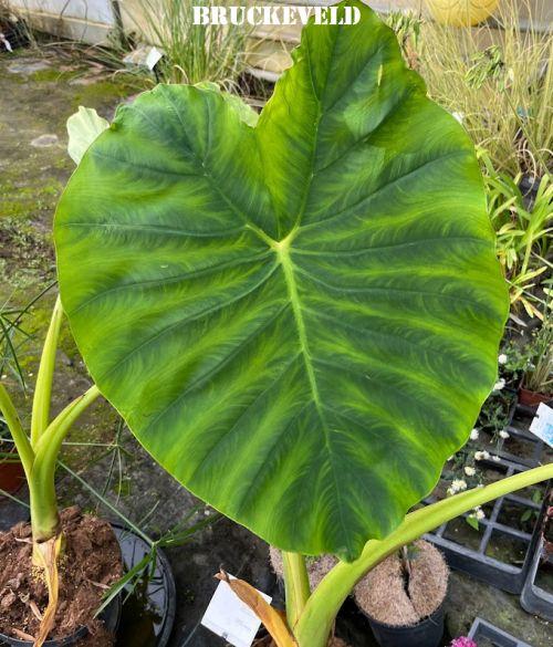 Colocasia esculenta