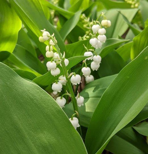 Convallaria majalis