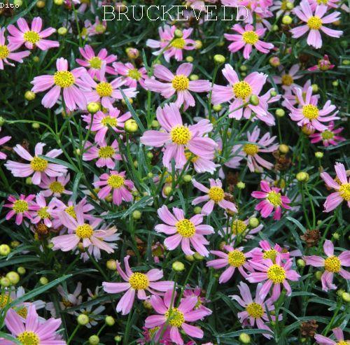 Coreopsis rosea 'American Dream'