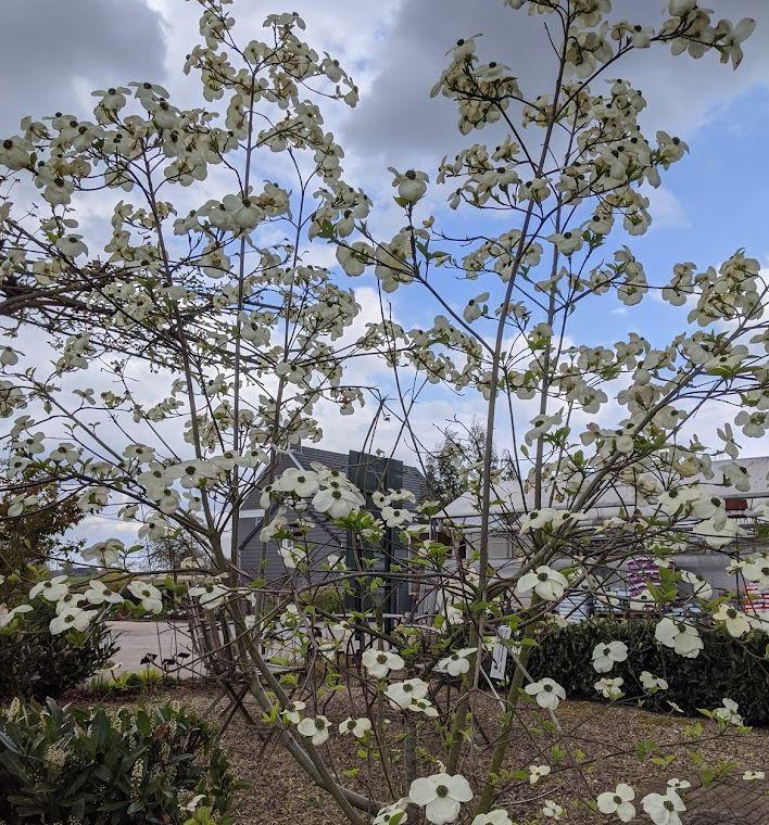 Cornus 'Eddie's White Wonder'