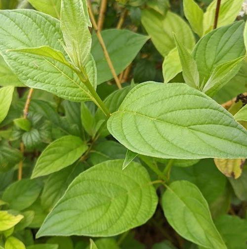 Cornus sto. 'Flaviramea'