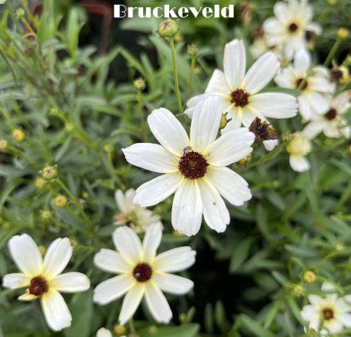 Coreopsis verticillata 'Fool's Gold''