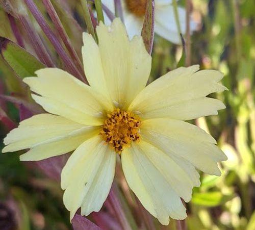 Coreopsis 'Full Moon' PBR