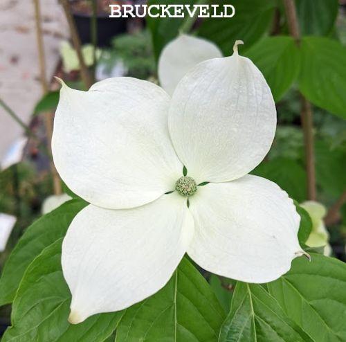 Cornus 'Rutdan' ( kousa Celestial)