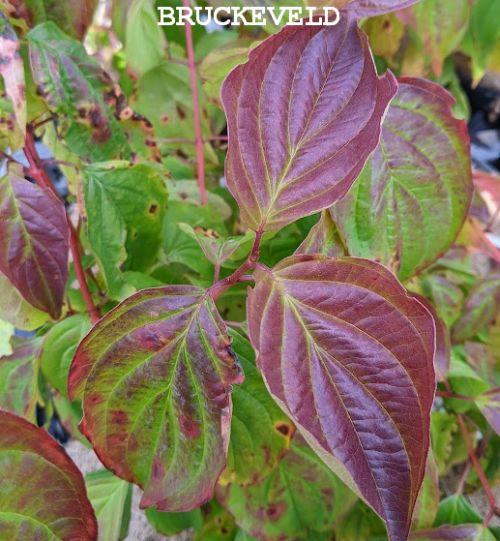 Cornus sanguinea 'Magic Flame'