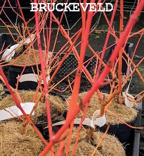 Cornus sanguinea 'Magic Flame'