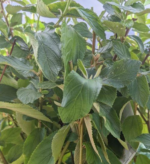 Cornus sanguinea 'Midwinter Fire'