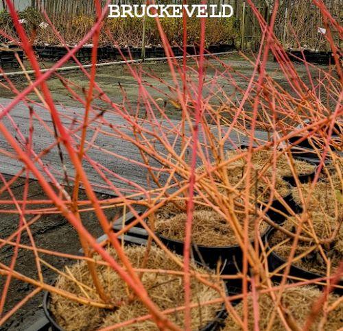 Cornus sanguinea 'Midwinter Fire'